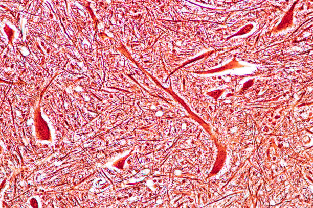 istock Cerebellum, Thalamus, Medulla oblongata, Spinal cord and Motor Neuron human under the microscope in Lab. 1349189881