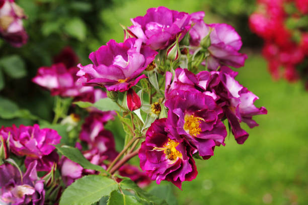 istock Roses in the botanical garden 1349190150
