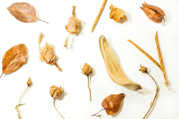 istock Dry flowers and leaves on a white background 1349190409