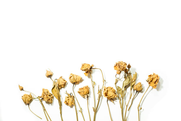 istock Dry flowers isolated on a white background 1349190462