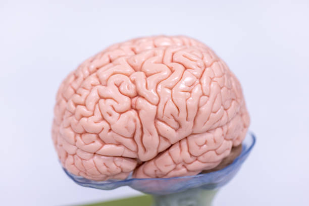 istock Cerebellum, Thalamus, Medulla oblongata, Spinal cord and Motor Neuron human under the microscope in Lab. 1349191110