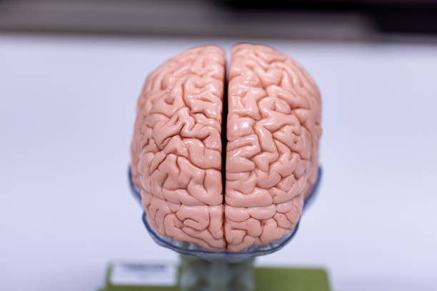 istock Cerebellum, Thalamus, Medulla oblongata, Spinal cord and Motor Neuron human under the microscope in Lab. 1349191112