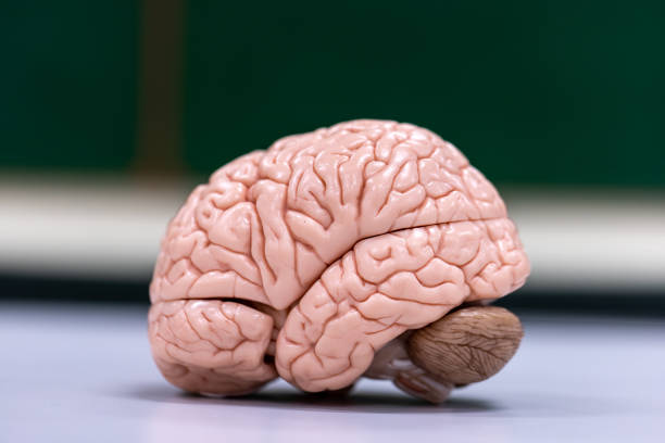 istock Cerebellum, Thalamus, Medulla oblongata, Spinal cord and Motor Neuron human under the microscope in Lab. 1349191113