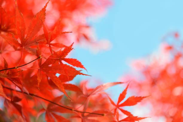 istock Red Japanese maple leaves. Autumn background. Soft focus 1349191134