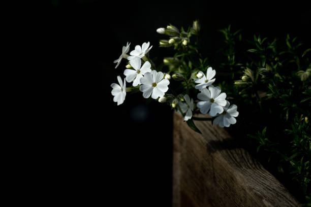 Bright small white flowers in bloom with green leaves in a wooden box with shallow depth of field.