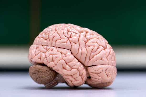 istock Cerebellum, Thalamus, Medulla oblongata, Spinal cord and Motor Neuron human under the microscope in Lab. 1349191355