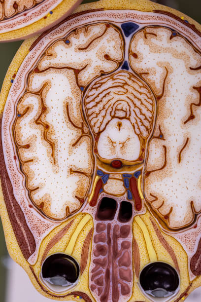 istock Cerebellum, Thalamus, Medulla oblongata, Spinal cord and Motor Neuron human under the microscope in Lab. 1349191396