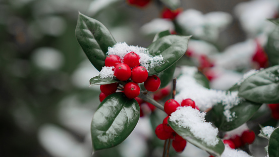 Winter Christmas background,  snow falling on pine tree branches.