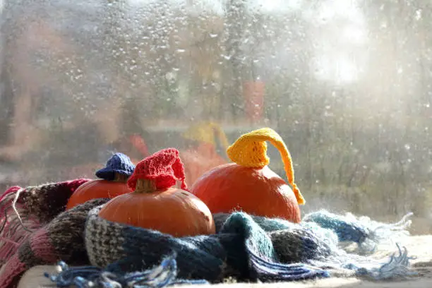 three orange pumpkins in colored caps and scarves on the table by the window