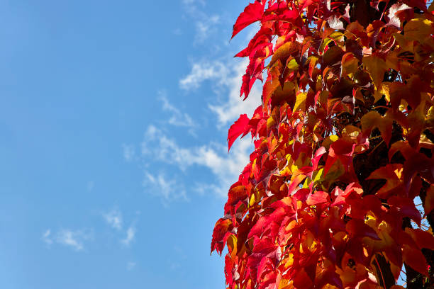 istock Indian summer, warm autumn colors, leaves, blue sky 1349191673