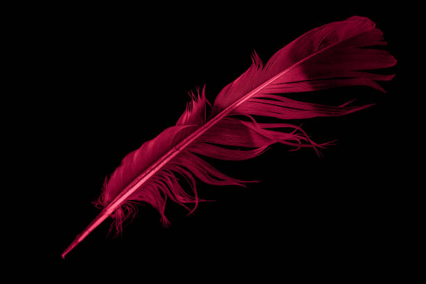 istock red dove feather on black isolated background 1349191910