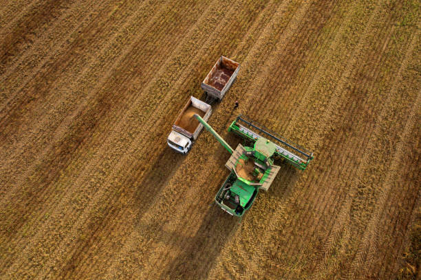 istock Combine harvester working on harvesting rapeseed, aerial view. 1349191995