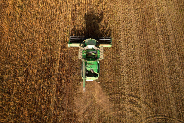 istock Combine harvester working on harvesting rapeseed, aerial view. 1349192003