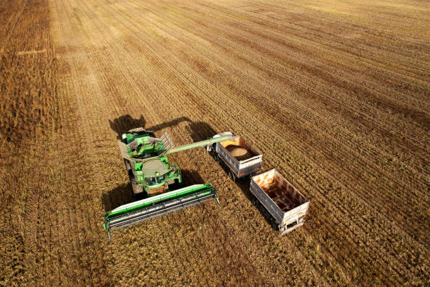 istock Combine harvester working on harvesting rapeseed, aerial view. 1349192004