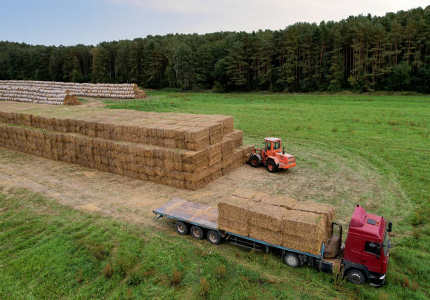 istock Farmer unloading round bales of straw from Hay Trailer with a front end loader. Store hay at farm. 1349192192