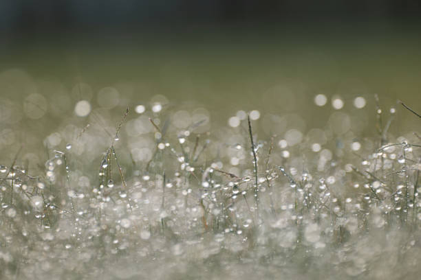 istock Macro of early morning spring grass covered in sparkling dew drops rain drops 1349193147