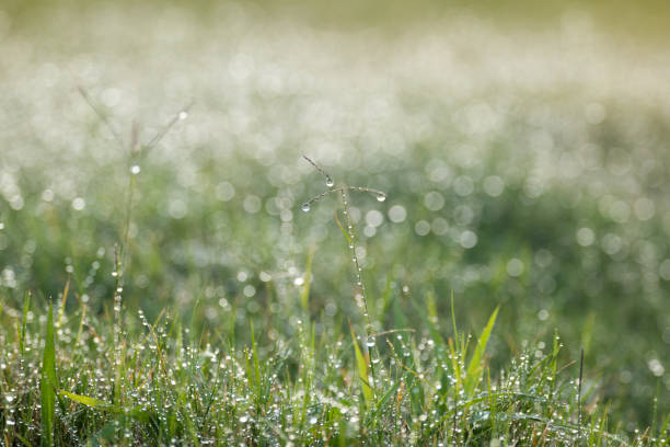 istock Macro of early morning spring grass covered in sparkling dew drops rain drops 1349193168
