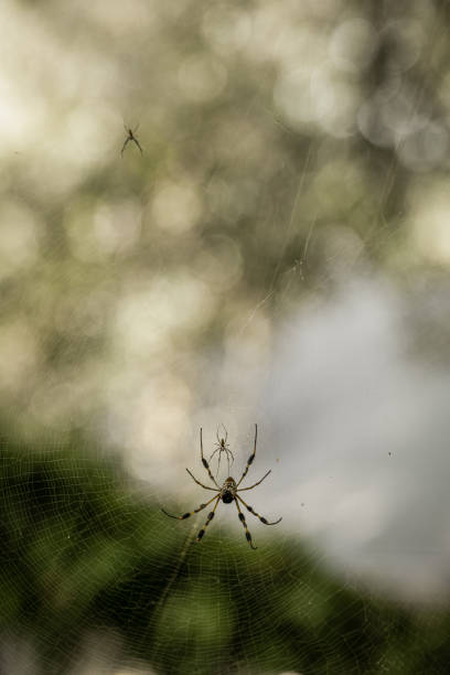 istock Golden orb-weaver spider in web in sunny summer garden 1349193265