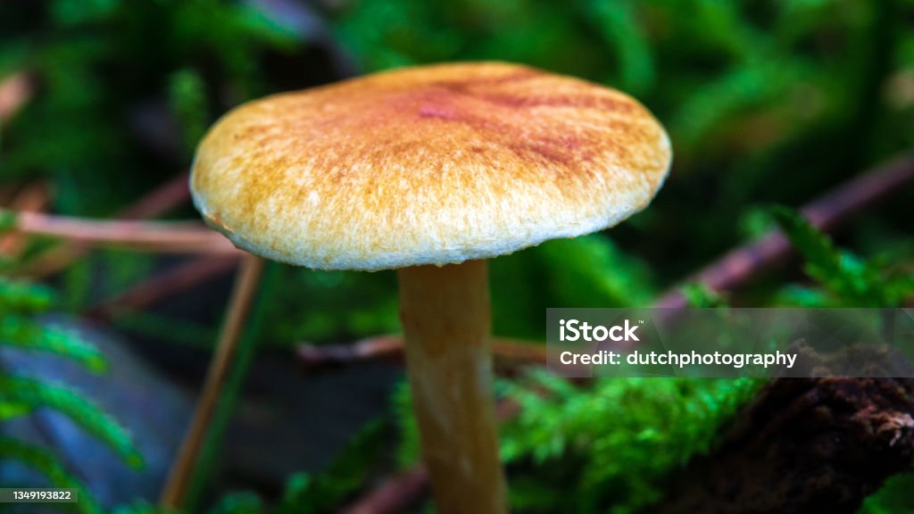 Macro photo of a small forest mushroom with a nice soft bokeh background Hypha Stock Photo