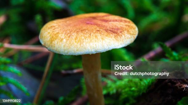 Macro Photo Of A Small Forest Mushroom With A Nice Soft Bokeh Background Stock Photo - Download Image Now