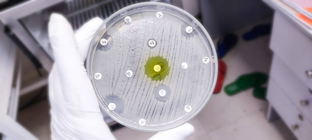 istock Antimicrobial susceptibility testing in culture plate. Drug sensitivity test, disk drug, antibiotic sensitivity 1349194778