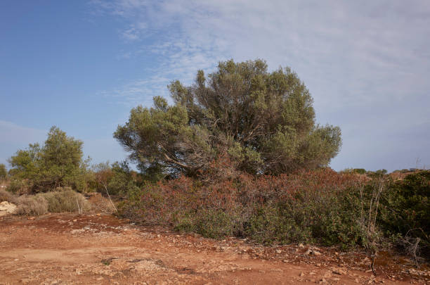 A serene coastal landscape from Majorca, Spain with a single tree growing on the edge of a rocky cliff, overlooking the crystal blue expanse of the Mediterranean Sea, under a clear sky.