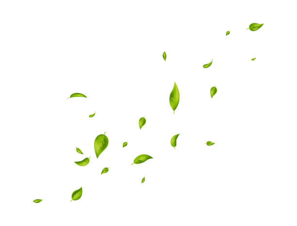 istock Green leaves banner. Herbal vegetarian. Organic, eco, vegan, design. Leaf falling on white background. Beauty product. Fresh mint. Foliage ornament. Fresh tea. Cosmetic frame. Vector illustration 1349194873