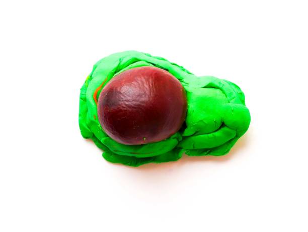 Avocado children's craft from chestnut and plasticine.