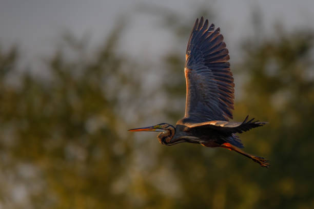 istock Purple Heron; Birding in the Okavango Delta 1349195529