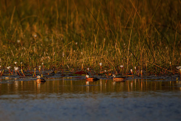 istock African Pygmy Goose; Birding in the Okavango Delta 1349195534
