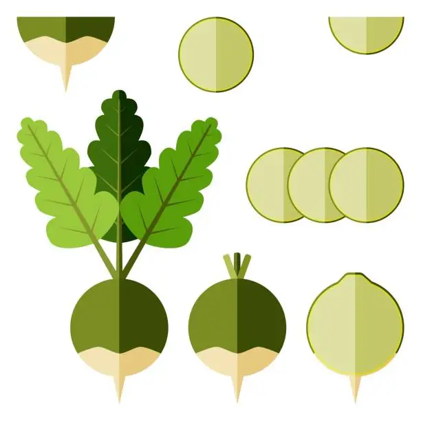 Vector illustration of Radish Margelan, Lobo, Chinese radish, green radishes for banners, flyers, posters. Set of whole, half, and sliced green radish, radish with tops. Flat style. Root vegetables. Vector illustration