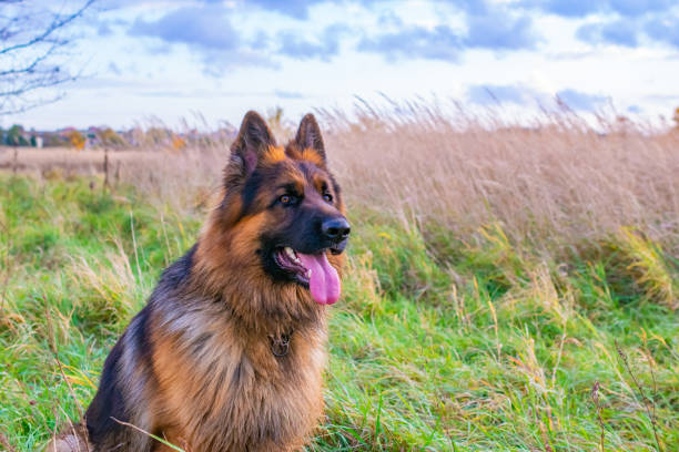 istock young german shepherd dog in nature 1349197313