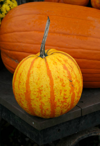 istock Round yellow pumpkin with orange stripes 1349197504