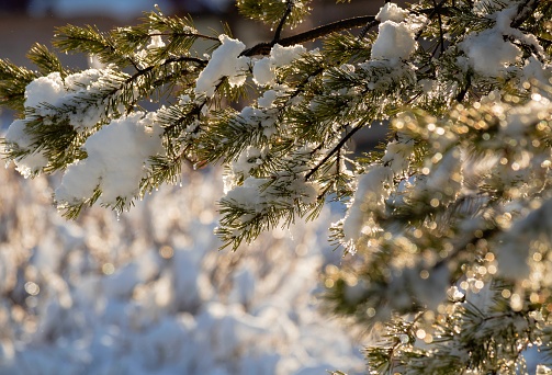 Snow-covered branch of a pine tree close-up in the rays of the sun. Defocused background with bokeh. Christmas theme