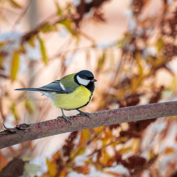 istock A titmouse sits on a tree branch against a blurred background of autumn foliage. 1349197618