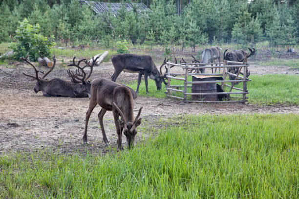 istock Tamed reindeer graze in the Siberian taiga 1349201000