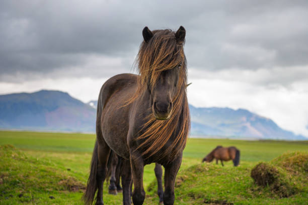 cavallo islandese nel paesaggio naturale scenico dell'islanda - green environmental conservation meadow wind foto e immagini stock
