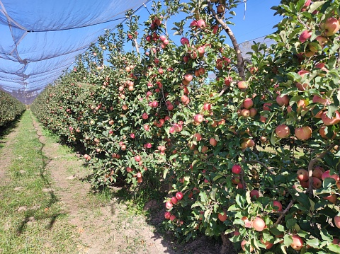 Cultivation of apples in Catalonia, Spain