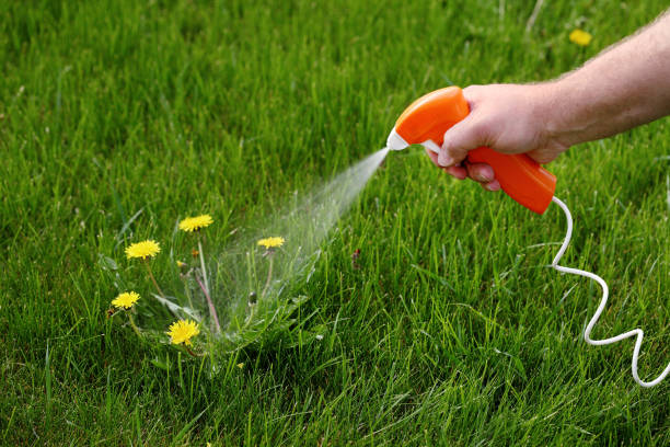istock Spraying poison on Dandelions 1349203308