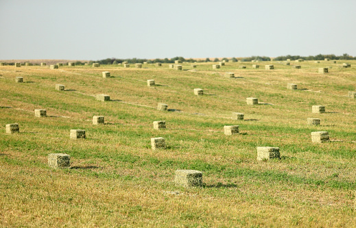 Hay bales in an alfalfa field waiting to be picked up for winter storage.