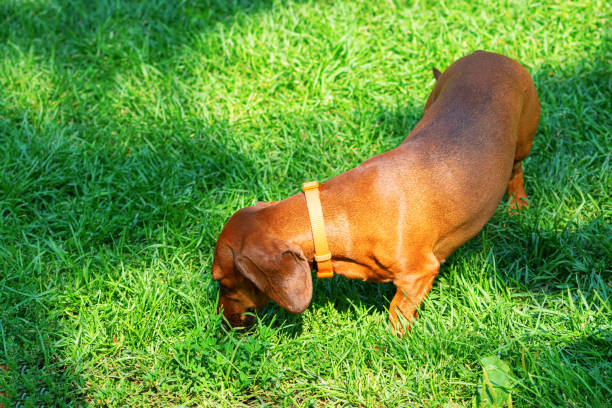 istock Dachshund dog walking on a green lawn 1349208063