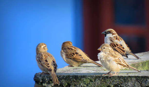 Group of sparrows sitting together, House sparrow or Passer domesticus. It is a bird of the sparrow family Passeridae. stock photo