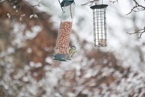 A nuthatch and a blue tit perched on a garden bird feeder in Sussex