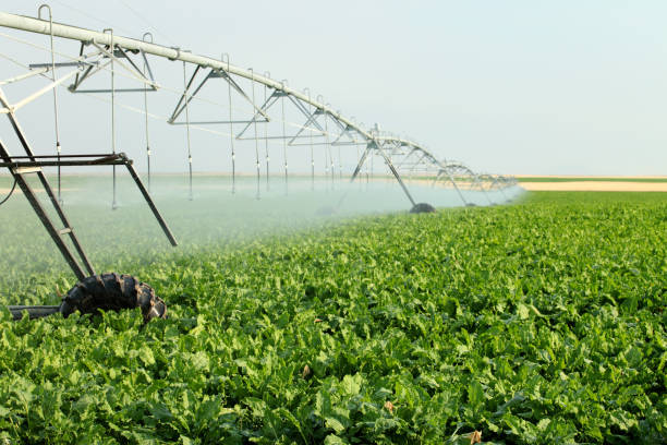 Irrigating sugar beets stock photo