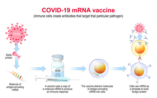 COVID-19 mRNA vaccine. mechanism of action. COVID-19 mRNA vaccine. mechanism of action. pandemics caused development of the mRNA technology for new way to deliver a messenger RNA into a cell to produce antigens and antibodies. Vector Poster viral antigen stock illustrations