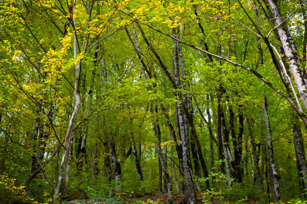 istock Forest backgrounds. Deciduous green forest with yellowing trees. Beginning of autumn. 1349210450