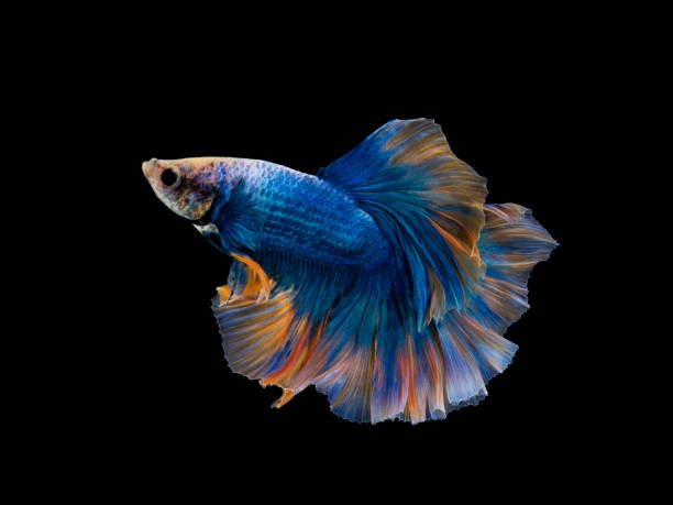 Halfmoon blue and orange betta isolated on black background