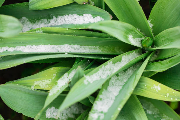 Green flower leaves covered with snow close-up - natural disaster or weather change background
