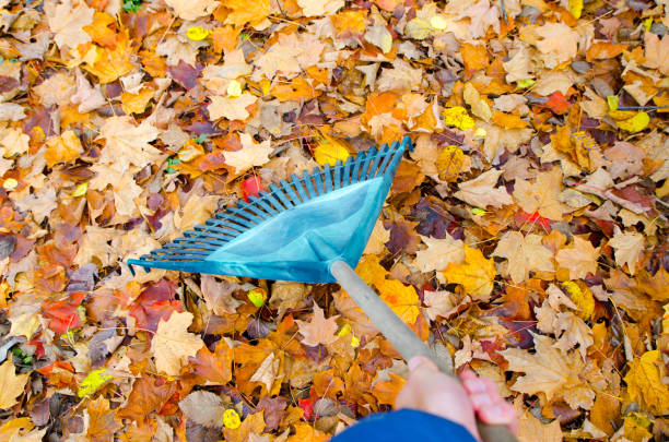 Hand holding leaf rake in middle of autumn leaves seen from above