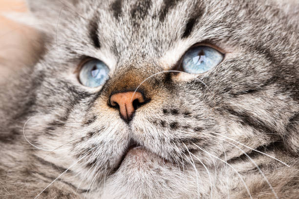 istock Neva Masquerade colorpoint Siberian cat portrait 1349215429